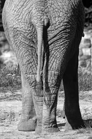 elephant rearの写真素材