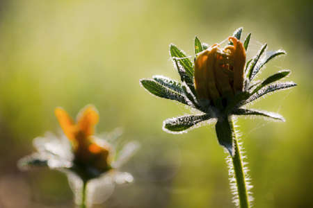 autumn bloomの写真素材