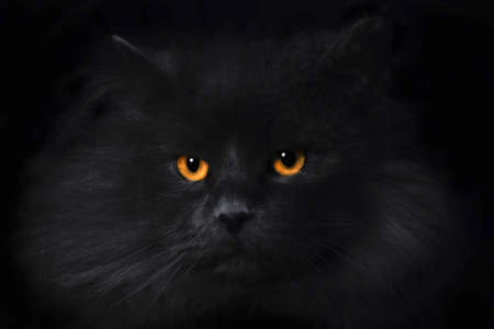 british cat low key portraitの写真素材