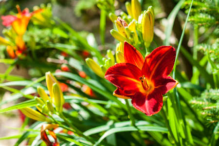 A lone red flower in the garden.の写真素材