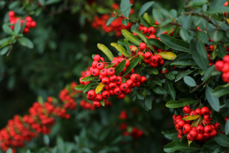 bush with red fruits, close-up