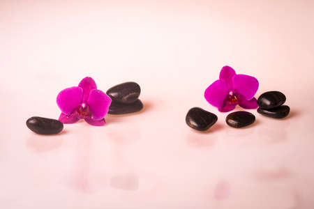 Flower arrangement - orchids on the bright backgroundの写真素材