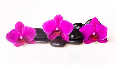 Flower arrangement - orchids on the bright backgroundの写真素材