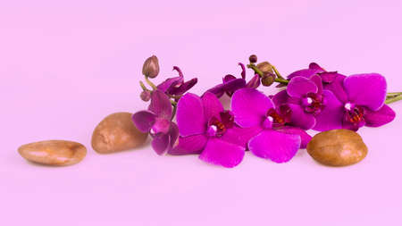 Flower arrangement - orchids on the bright backgroundの写真素材