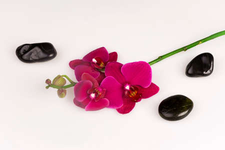 Flower arrangement - orchids on the bright backgroundの写真素材