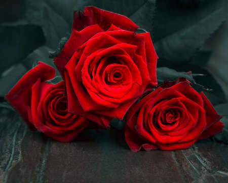 Red rose on black old boardsの写真素材