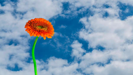 Gerbera against the sky with white cloudsの写真素材
