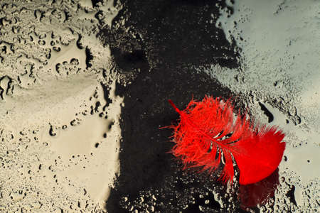 Red feather relating to a drop of waterの写真素材