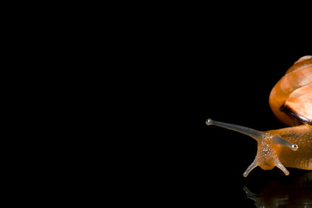 A colorful snail facing the right side on a black background