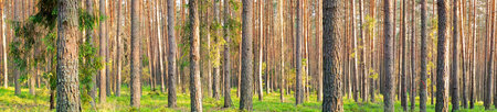 Panorama of beautiful trees in the spring forest in the setting sun