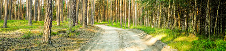 Panorama of beautiful trees in the spring forest in the setting sun