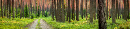 Panorama of beautiful trees in the spring forest in the setting sun