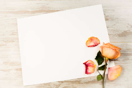 Bright red rose with a piece of paper with room for text on a light backgroundの写真素材