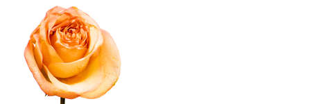 Banner - Bright red rose on white background, isolatedの写真素材