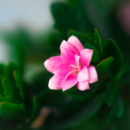Pink flower on a background of green leavesの写真素材