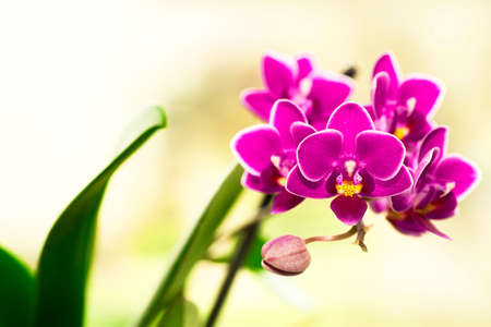 Blooming purple mini orchids on a blurred backgroundの写真素材