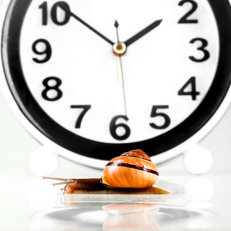 Time lapse concept - snail and clock on white backgroundの写真素材