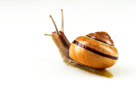 Brown snail on white isolated background