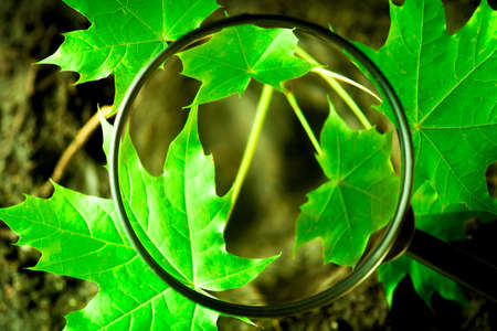 Ecology concept - looking through the magnifying glass on the green leaves of treesの写真素材