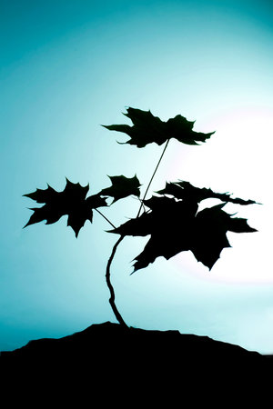 Ecology concept - contour of a tree growing out of the ground