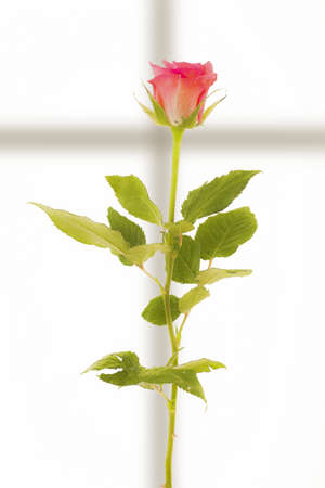 Bright red rose isolated on a white background and a shadow in the shape of a crossの写真素材