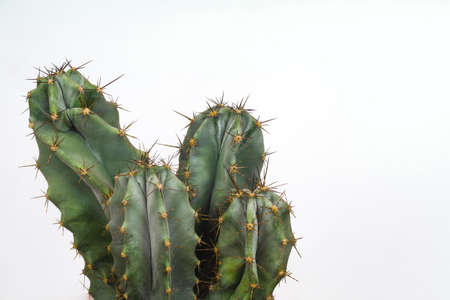 San Pedro cactus, isolated on whiteの写真素材