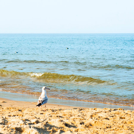 Seagull on the shore of a sandy beach against the background of the sea