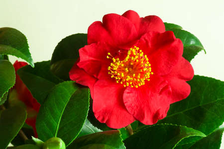 Red rose flower in full bloom with green leaves isolated on whiteの写真素材
