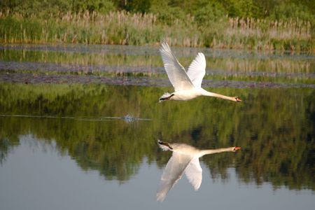 Starting swan and reflection on the lakeの写真素材