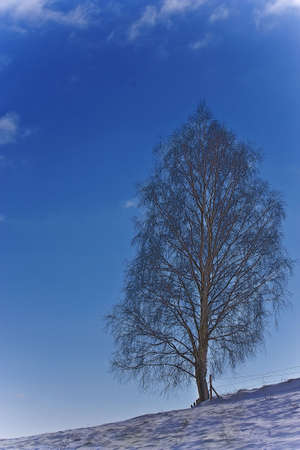 birch tree perfect winter seasonの写真素材