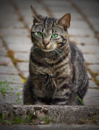 cat sitting on the pavementの写真素材