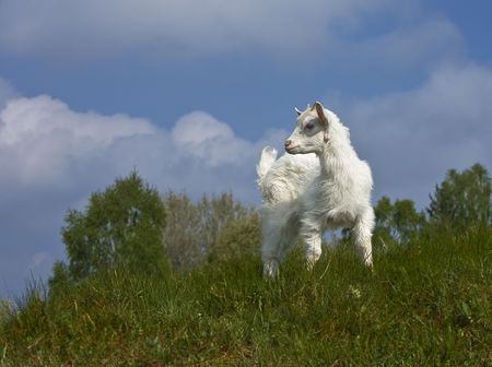 A young goat on a meadowの写真素材