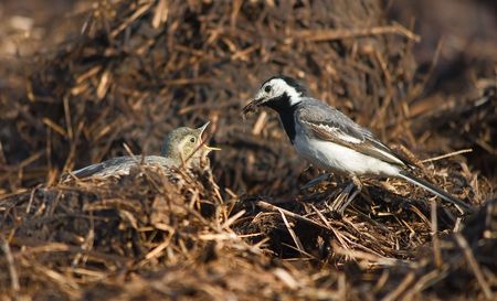 wagtail lactescent chick の写真素材