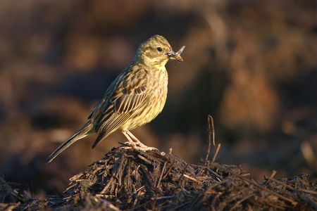 with a small bird fly in its beakの写真素材