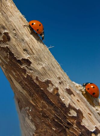 ladybirdの写真素材