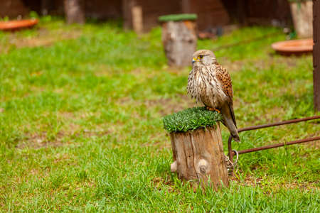 Falcon - a subfamily of birds from the falcon familyの写真素材