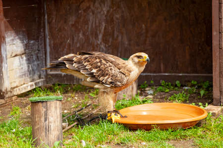 Golden eagle - a species of large talin from the hawk familyの写真素材