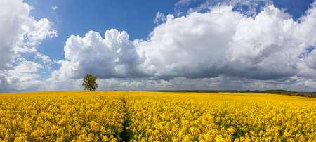 Rapeseed - yellow rapeseed flowers - agricultural landscape, Poland, Warmia and Mazuryの写真素材