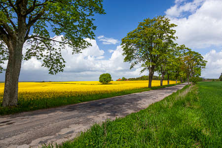 Rapeseed - yellow rapeseed flowers - agricultural landscape, Poland, Warmia and Mazuryの写真素材