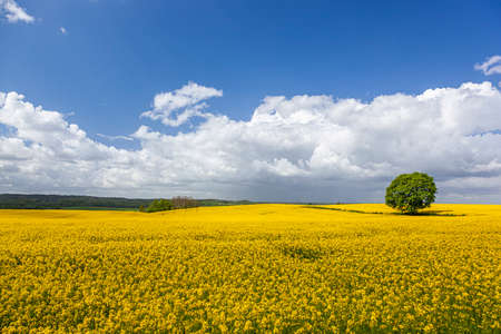 Rapeseed - yellow rapeseed flowers - agricultural landscape, Poland, Warmia and Mazuryの写真素材