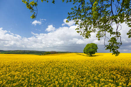 Rapeseed - yellow rapeseed flowers - agricultural landscape, Poland, Warmia and Mazuryの写真素材