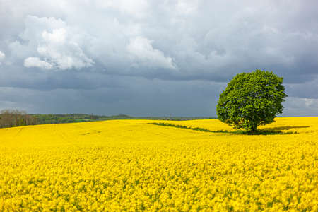 Rapeseed - yellow rapeseed flowers - agricultural landscape, Poland, Warmia and Mazuryの写真素材