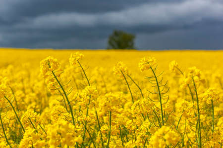 Rapeseed - yellow rapeseed flowers - agricultural landscape, Poland, Warmia and Mazuryの写真素材