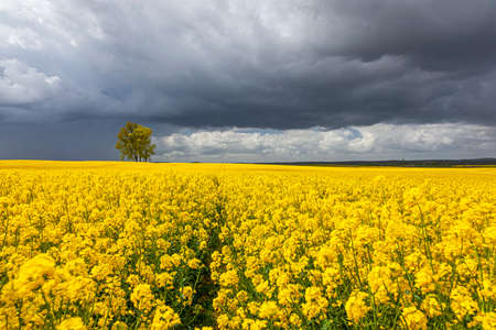 Rapeseed - yellow rapeseed flowers - agricultural landscape, Poland, Warmia and Mazuryの写真素材