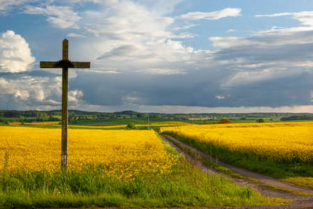 Rapeseed - yellow rapeseed flowers, roadside cross - agricultural landscape, Poland, Warmia and Mazuryの写真素材