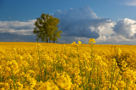 Rapeseed - yellow rapeseed flowers - agricultural landscape, Poland, Warmia and Mazury