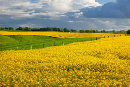 Rapeseed - yellow rapeseed flowers - agricultural landscape, Poland, Warmia and Mazuryの写真素材