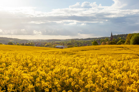 Gietrzwald - a village in Warmia and Mazury, Poland - spring landscape, blooming rapeseed. Basilica...