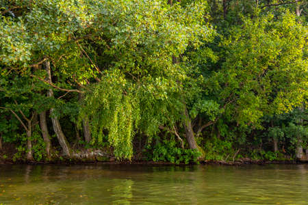 Lake shore requested by lush vegetationの写真素材