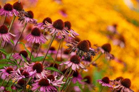 Gorgeous pink Echinacea flowers in a garden against a yellow backdrop of other flowers, photographed in fallの写真素材